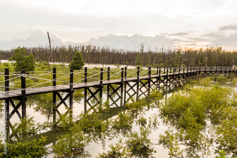 Mangrove forest bridge