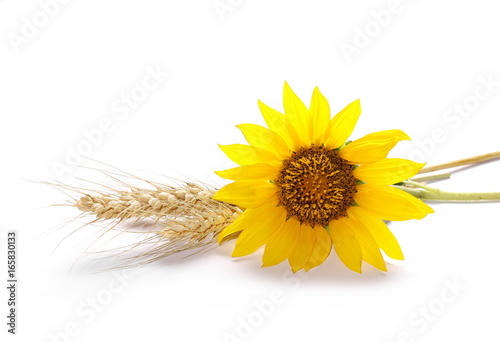 Fototapeta Naklejka Na Ścianę i Meble -  Sunflower with ears of wheat isolated on white background