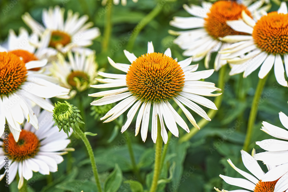 Summer flowers, Coneflower White field Summer flowers, Coneflower White field