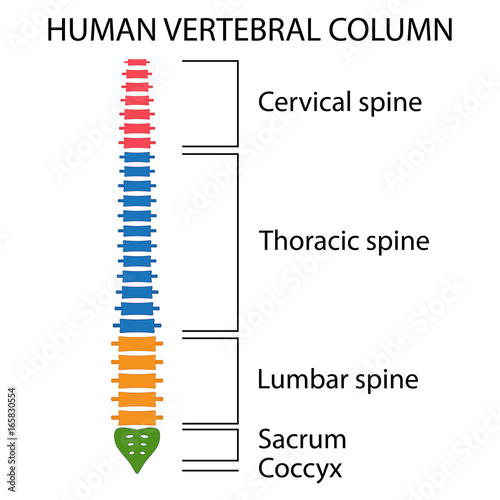 Vertebral Column spine structure.
