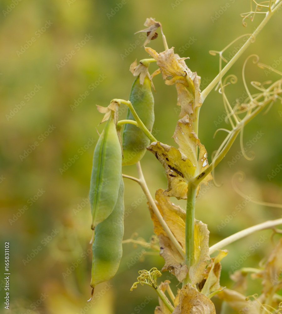 Mature pods of peas, yellow, ready to harvest