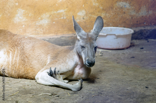 Śpiący kangur