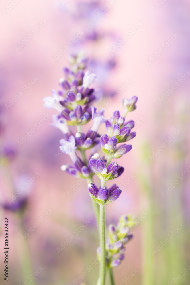 Lavender flowers.