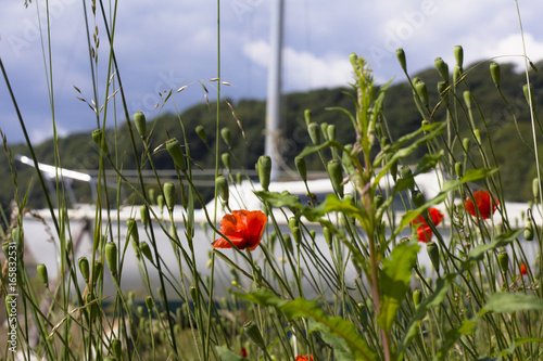 Poppies at Boat Yard photo