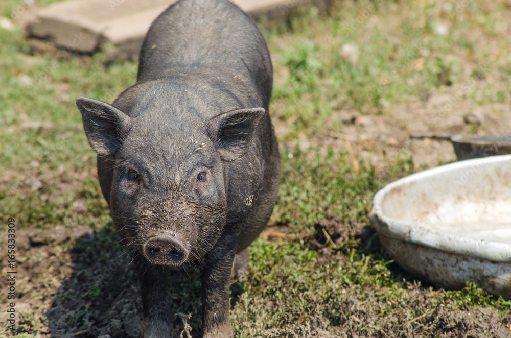 Little black pig close-up, farm. Vietnamese pig, portrait. Little black pig close-up, farm. Vietnamese pig, portrait.