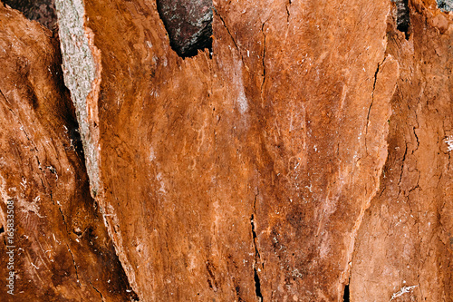 Background texture of old wood. Texture of bark wood use as natural background