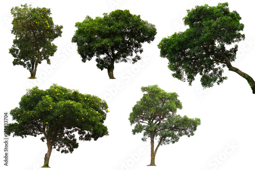 Collection Tree isolated on white background