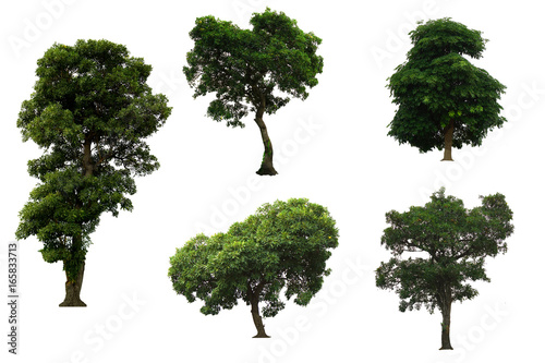 Collection Tree isolated on white background