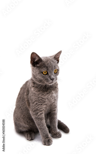 Grey British short hair cat isolated
