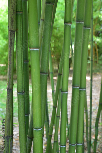 Fototapeta Naklejka Na Ścianę i Meble -  Bambous verts au jardin en été