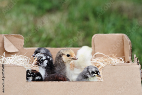 Mail ordered baby mixed chicks in a packing box. Extreme depth of field with selective focus on the little Silver Laced Wynadotte and Blue Cochin in foreground.