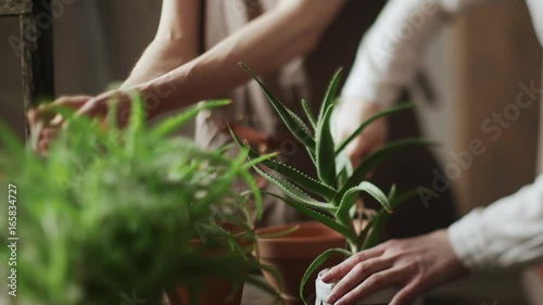Planted flowers in flowerpot. Woman and man has planted in flowerpot a flower