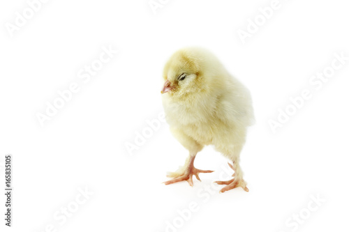 Isolated sleeping baby Faverolle chick on a white background with light shadow. Extreme depth of field with selective focus on face.