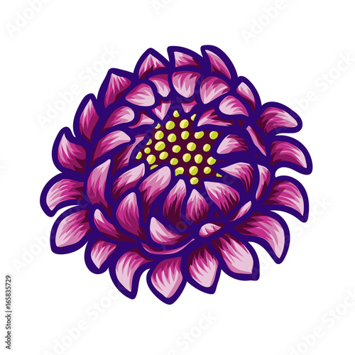 Floral hand drawn vintage flower. Fabulous purple flower on a white backgroun...