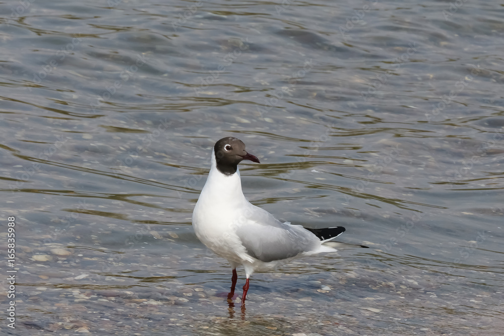 Lachmöwe am Ufer, Larus ridibundus Lachmöwe am Ufer, Larus ridibundus