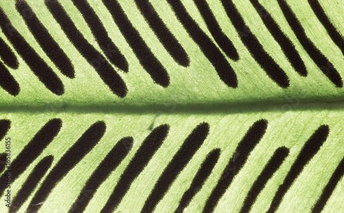 Macro photo of a fern leaf with spores photo