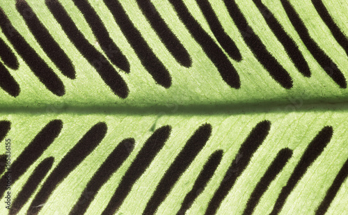 Macro photo of a fern leaf with spores