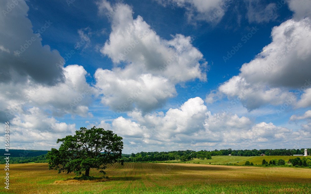 Puffy clouds in a blue sky above a golden corn field with a lone oak tree standing amidst the crop.