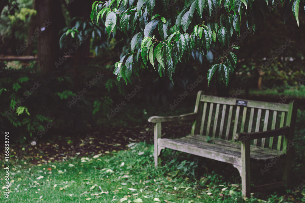 A wooden bench under a large tree. A wooden bench under a large tree.