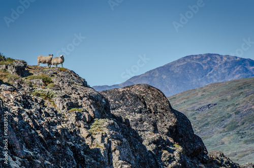 Goats at the top of a rock