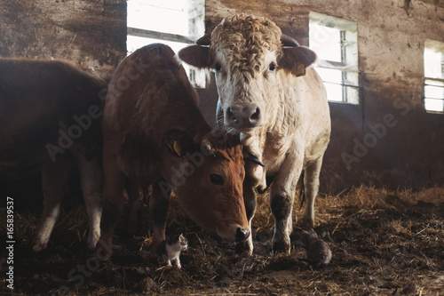 Cattle takes care of orphan kitten photo