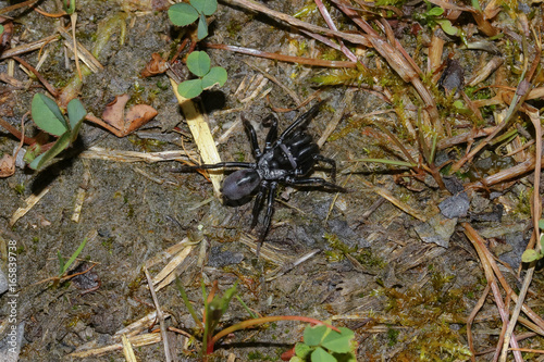 Tapezierspinne, Atypus affinis