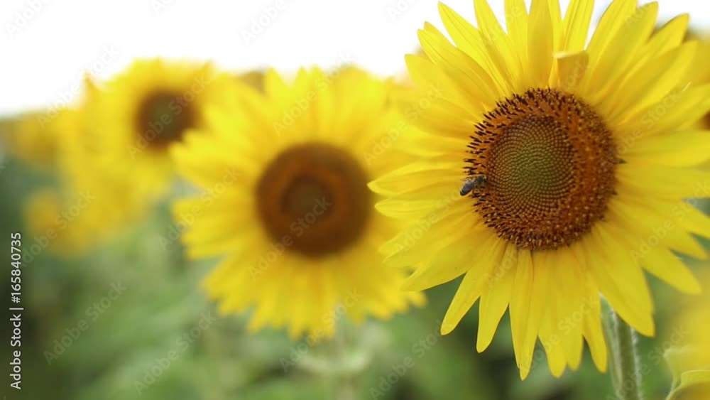Bee flying near sunflower Bee flying near sunflower