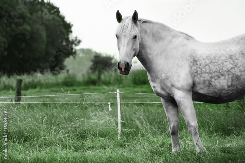 Horse on a pasture © wastage