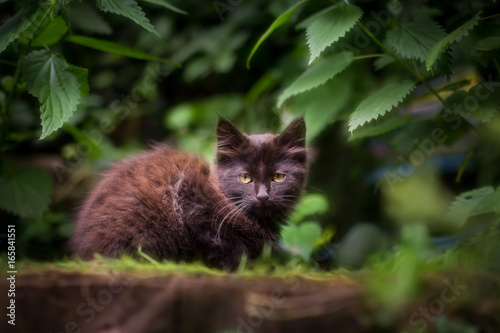 Chat en extérieur - Outdoor Cat © Marc Andreu