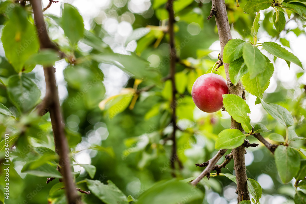 Obraz premium Tasty looking red ripe plum