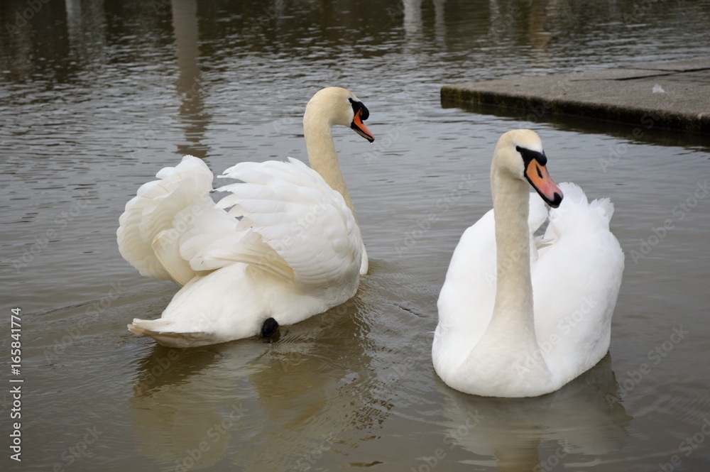 Obraz premium Cygnes