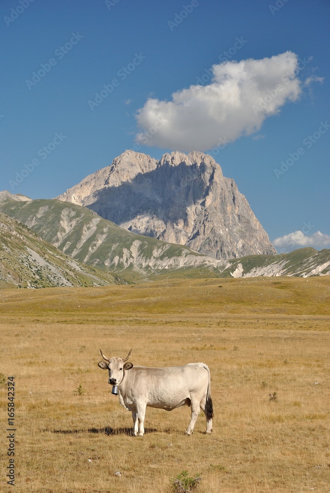 Obraz premium Mucche al pascolo - Piana di Campo Imperatore - Gran Sasso - Corno Grande - L'Aquila, Abruzzo - Italia