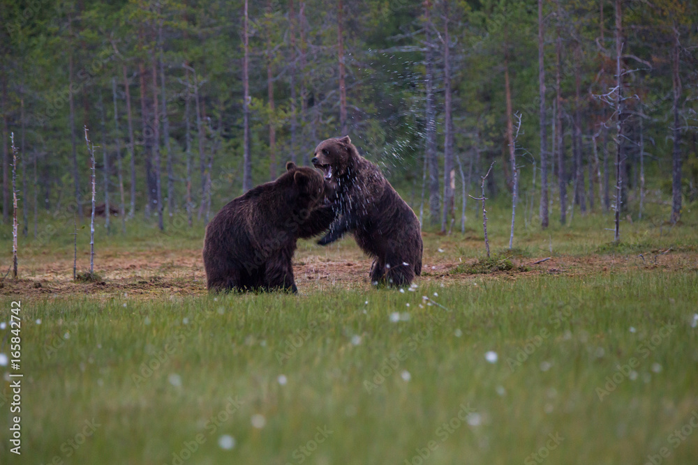 Bears fighting