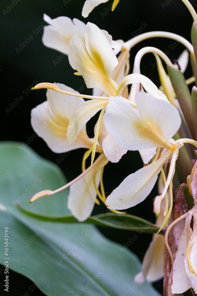 Obraz premium White ginger, Hedychium coronarium