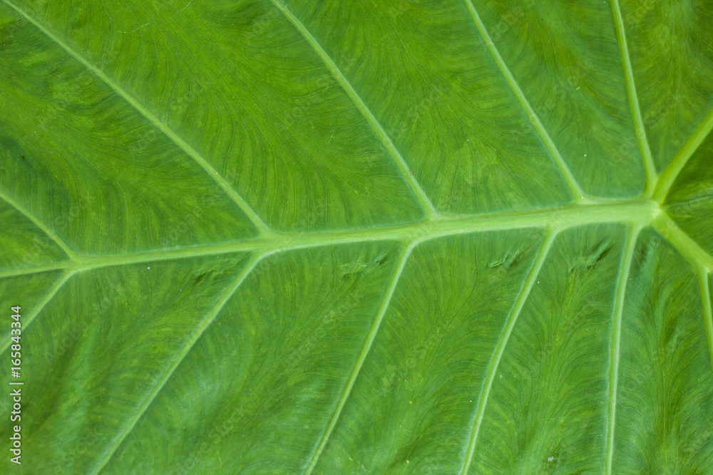 green leaf texture and green leaves texture green leaf texture and green leaves texture