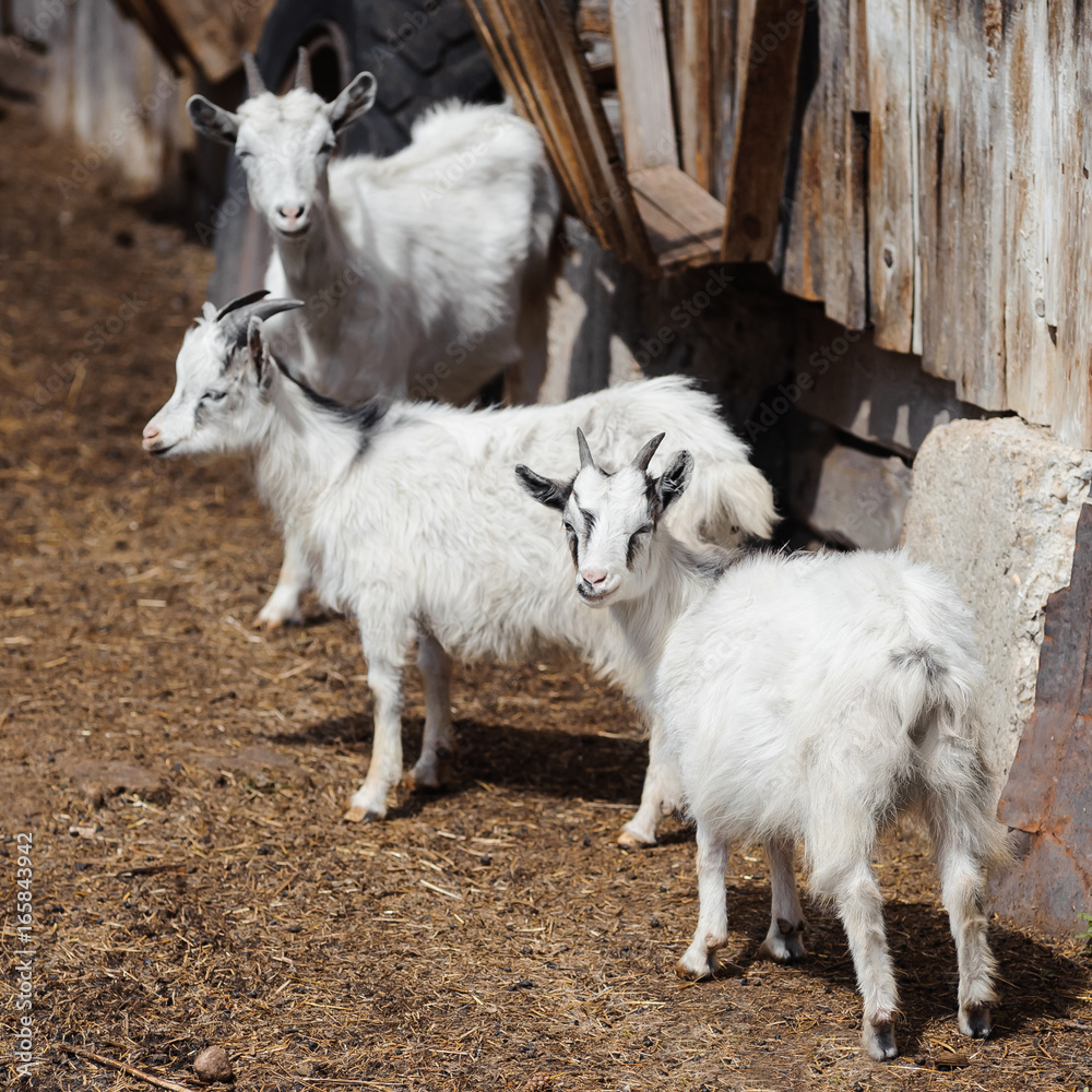 Fototapeta premium White domestic goats on a farm, livestock