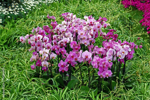 Handful of orchids