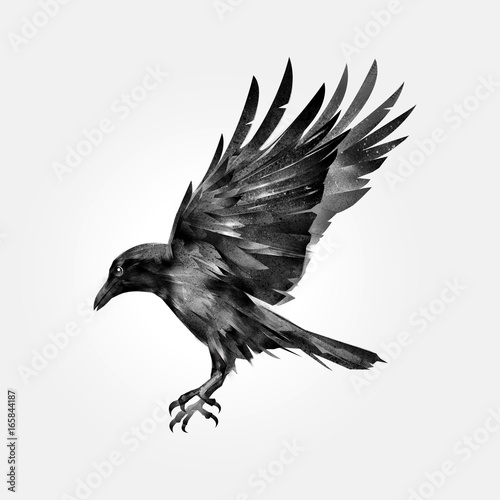 drawn attacking isolated bird crow