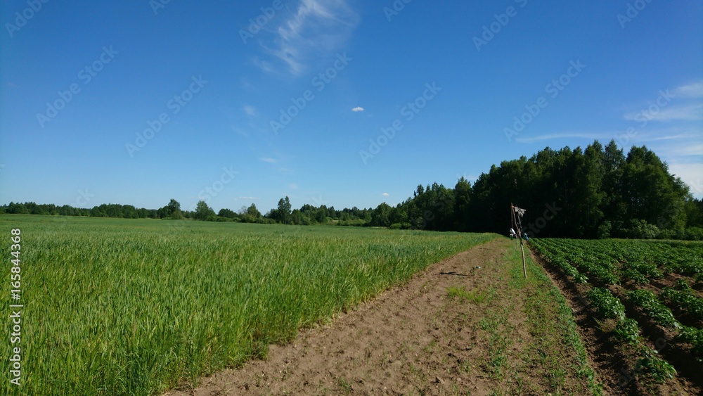 Landscape with scarecrows in fields Landscape with scarecrows in fields