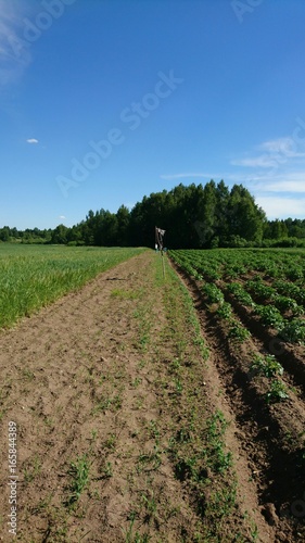 Scarecrows in fields in Lithuania in summer