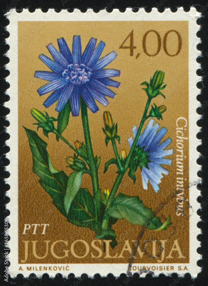 Wild Chicory Wild Chicory