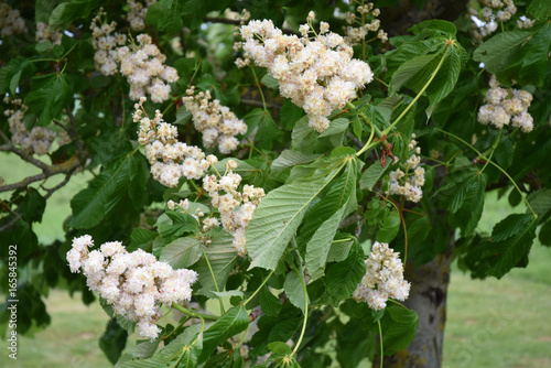 Fleurs de marronnier. photo