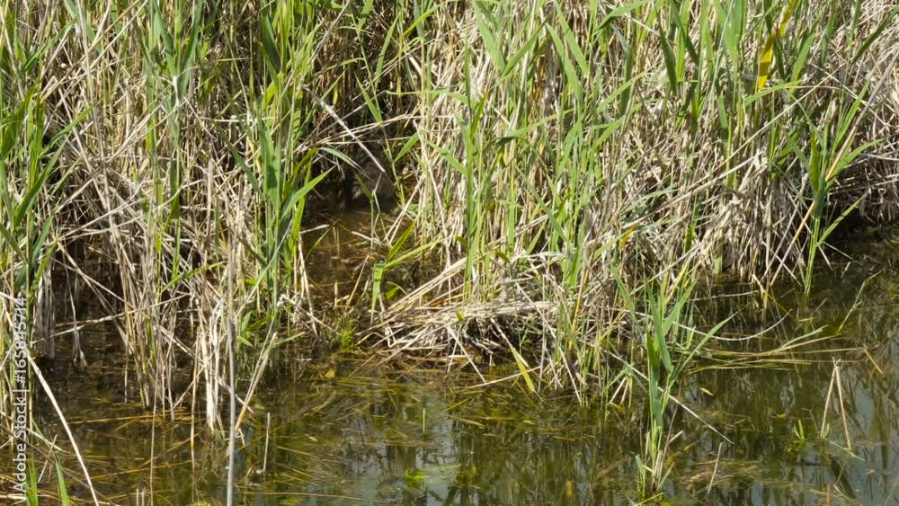Wild Beaver between Reeds in a Swamp Wild Beaver between Reeds in a Swamp