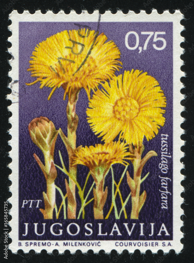 Coltsfoot Coltsfoot