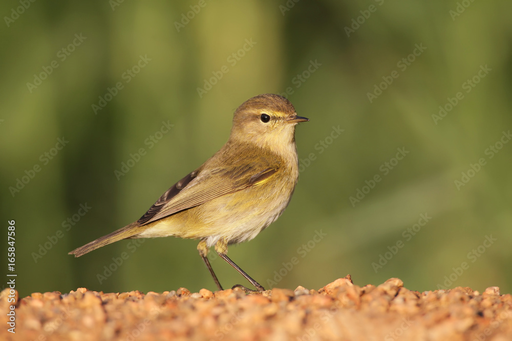 Fototapeta premium Common chiffchaff on the ground in warm light