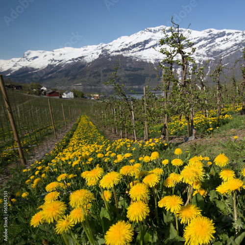 Fruit farm with dandelions photo