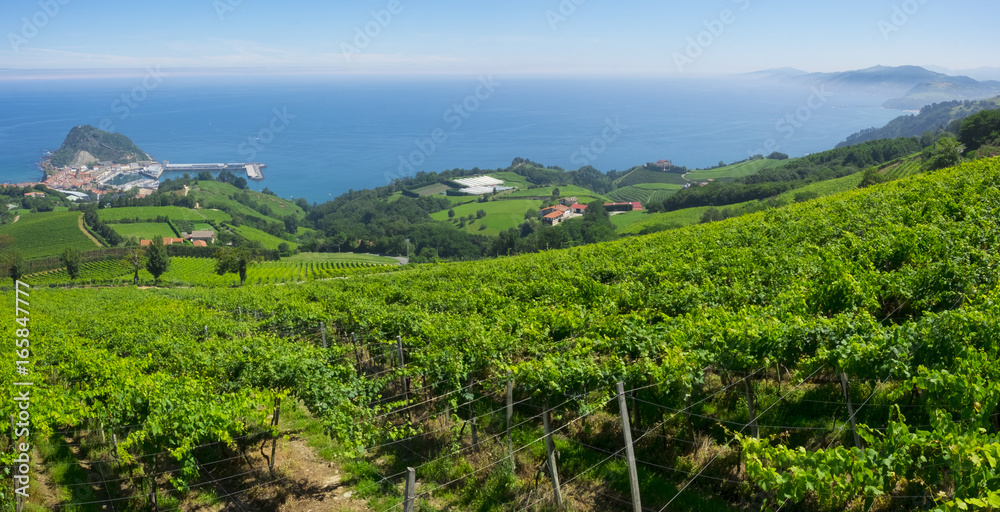 Landscape and coastline in Getaria surrounded by vineyards, Basque Country.