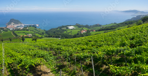 Landscape and coastline in Getaria surrounded by vineyards  Basque Country.