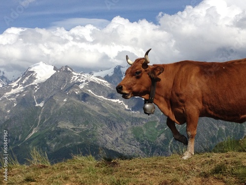 Très belle vache laitière avec sa cloche dans les alpages © GiGiW
