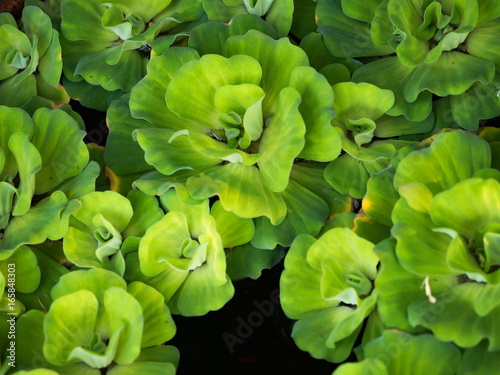 Green duckweeds water plant © geenamp